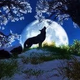 Logo de WDRS The WOLF